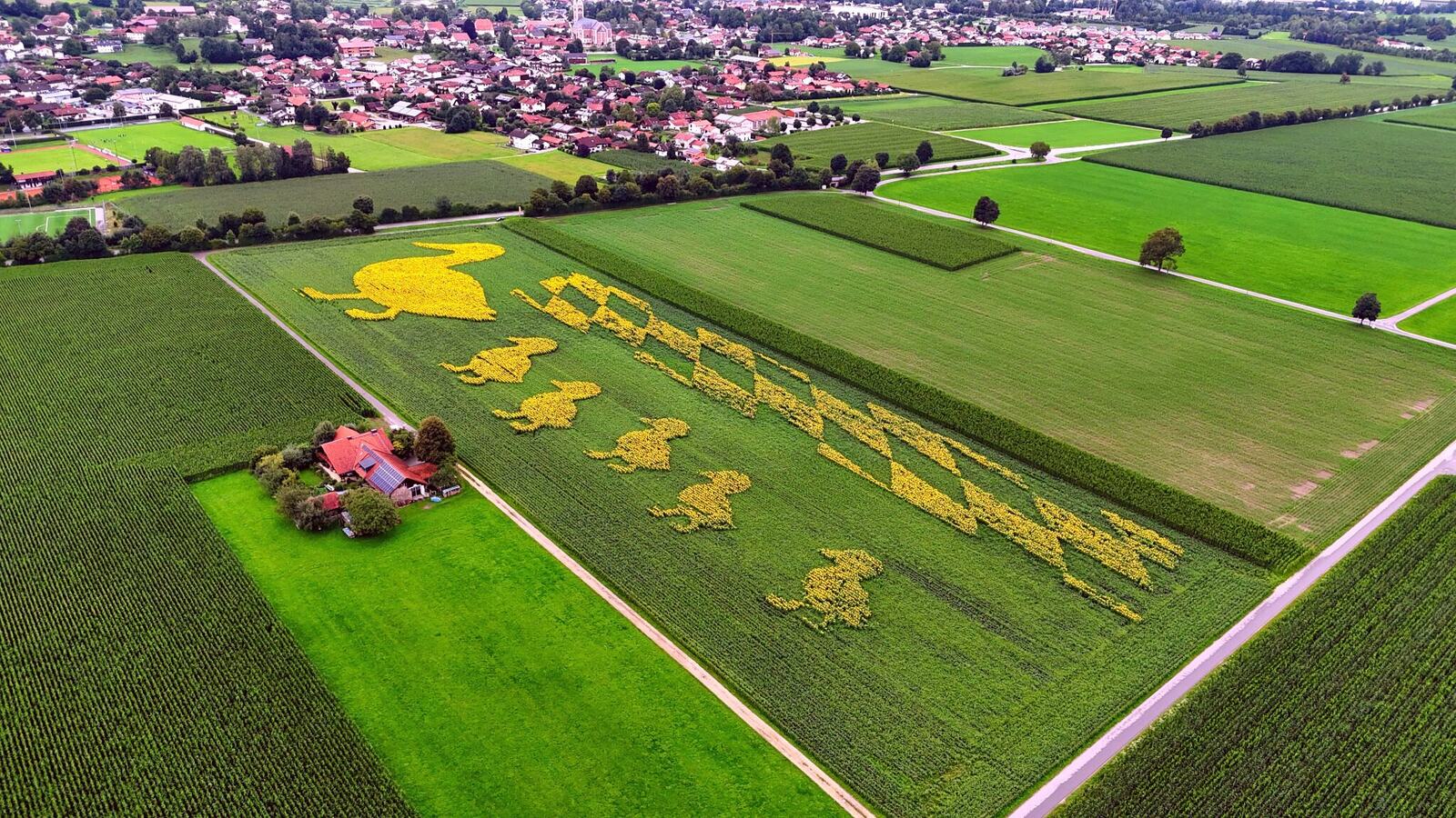 Entenmutter mit Küken als riesige Geoglyphe