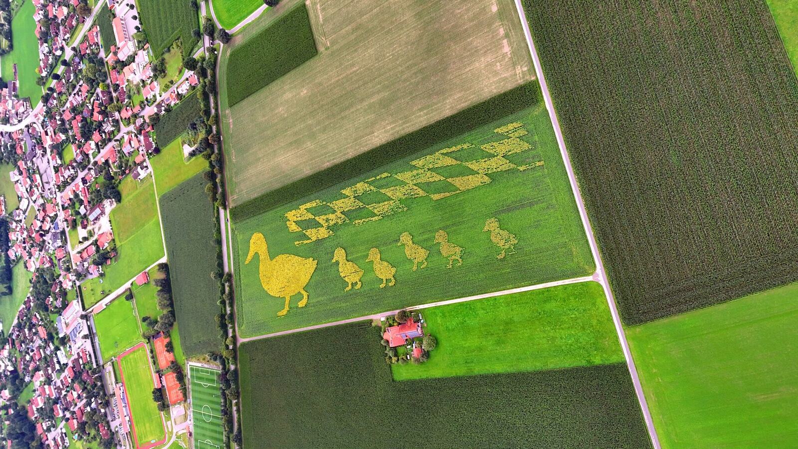 Geoglyphe aus Blumen und Pflanzen