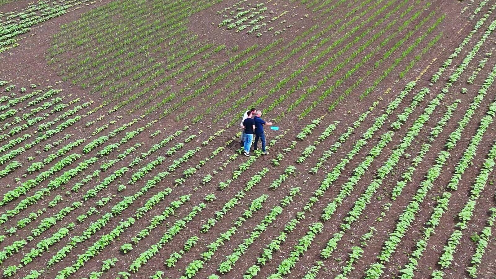 Menschen im Feld während der Entwicklung eines Geobrandings