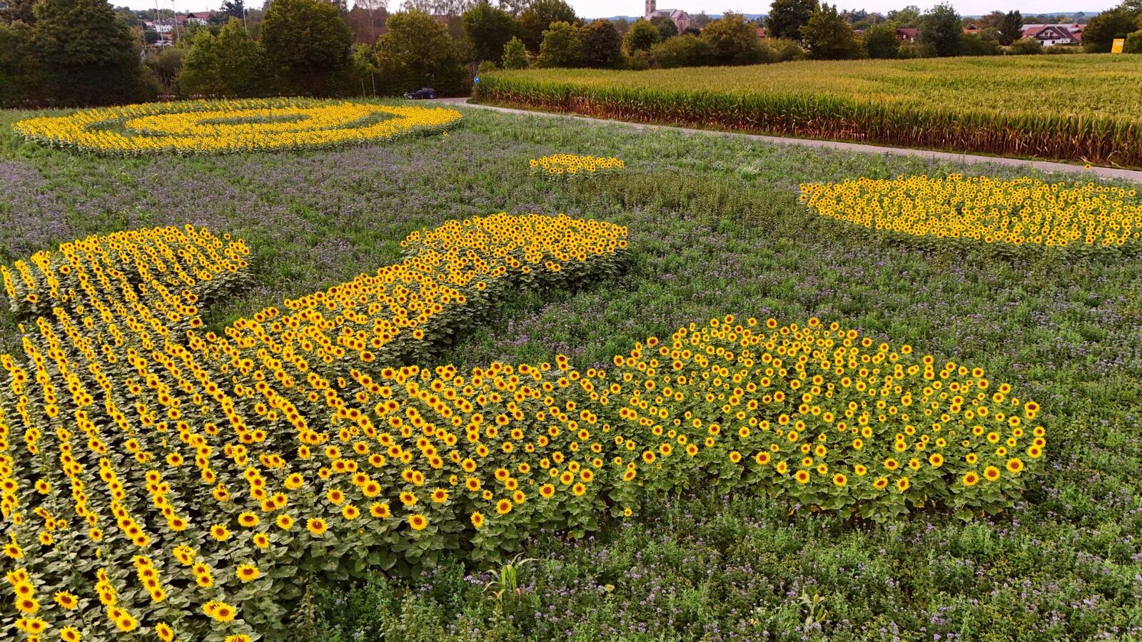 Sonnenblumen formen eine riesige Eidechse im Feld