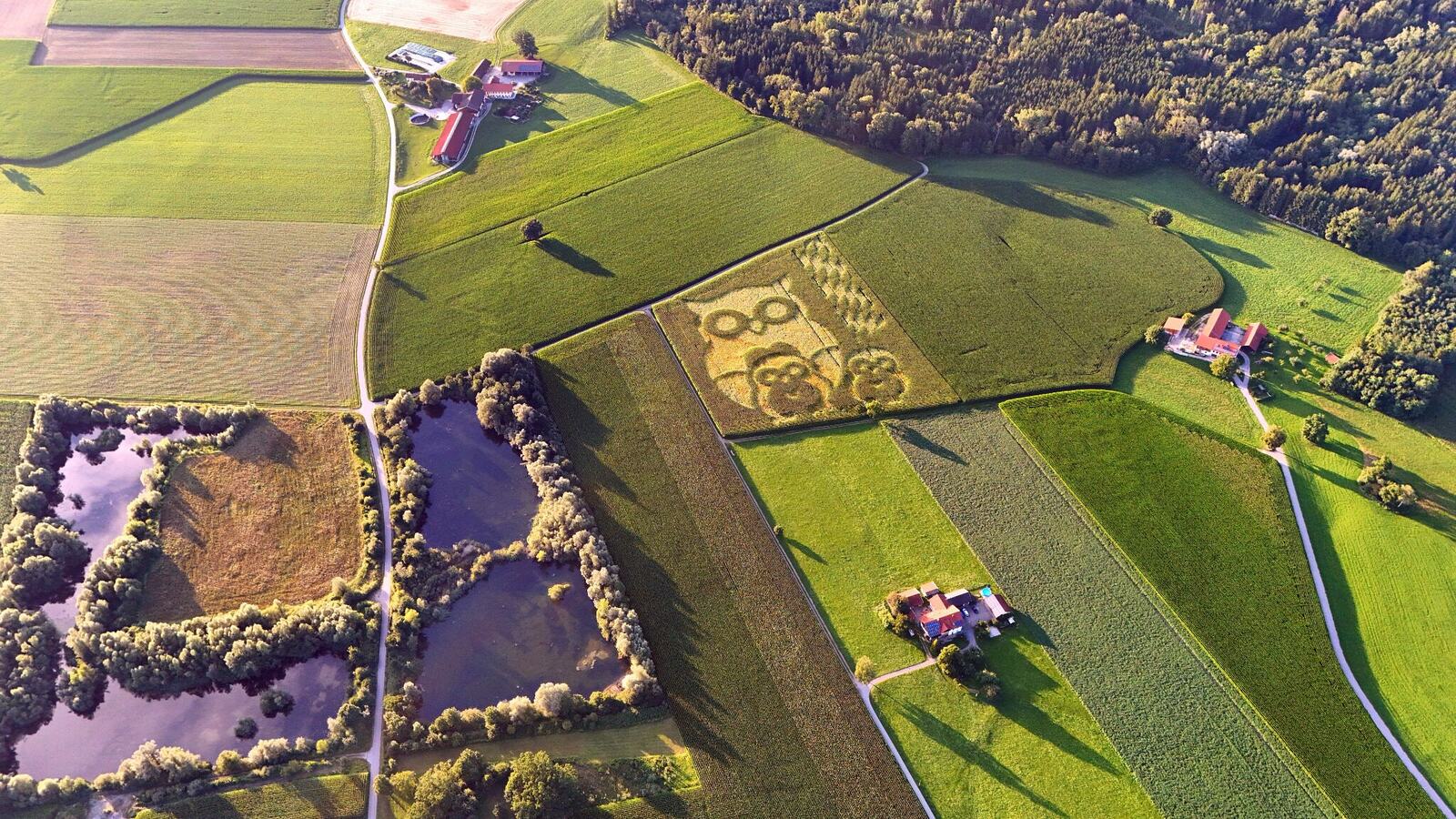 Riesiges Tiermotiv im Feld