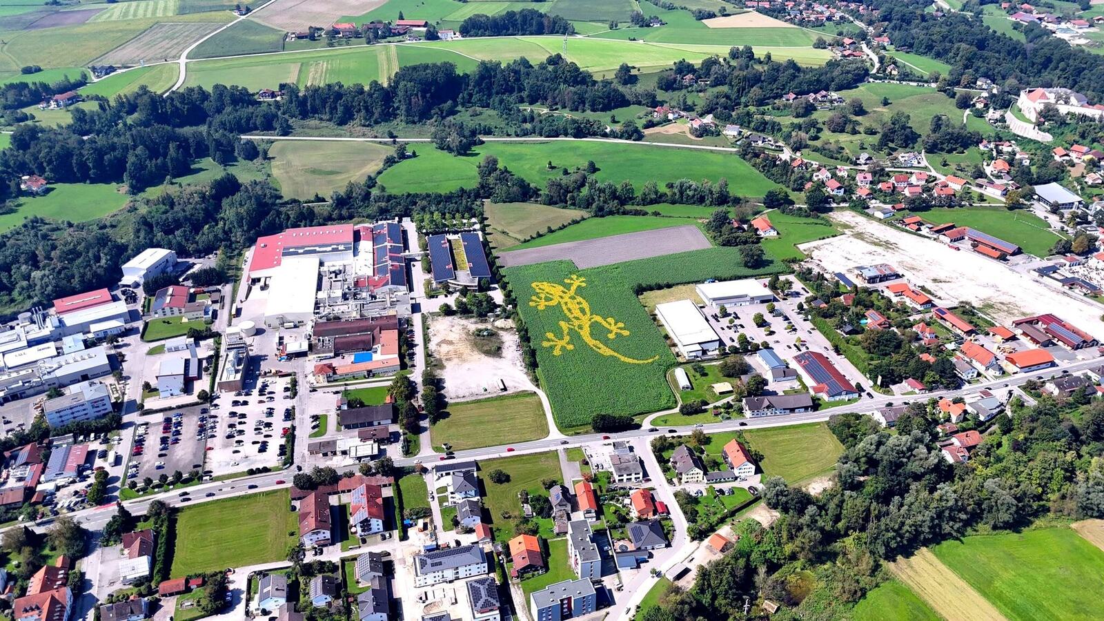 Blühender Feuersalamander als Naturkunst im Feld