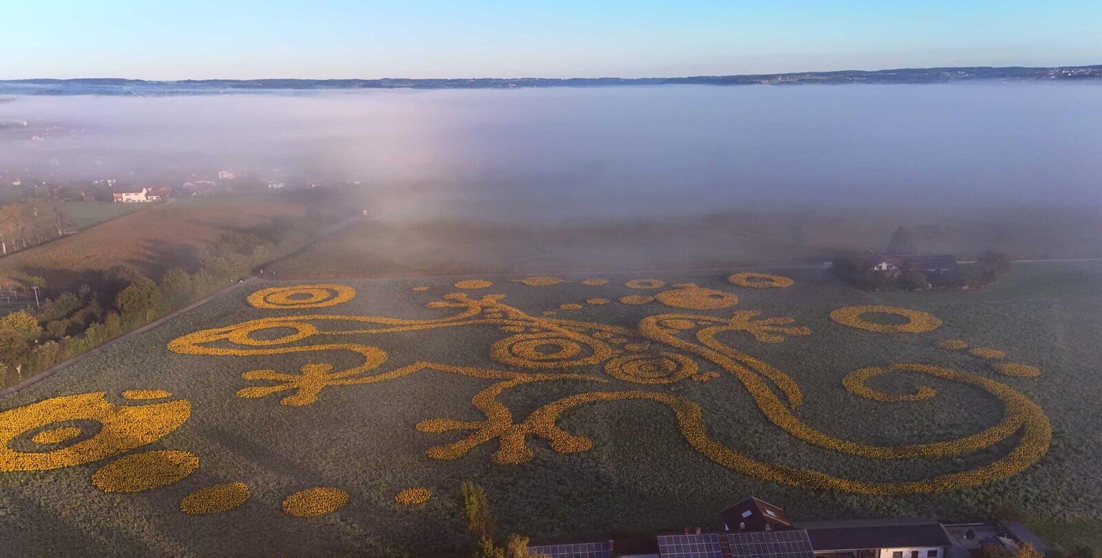 The Sentinel Geoglyphe aus Sonnenblumen im Morgenlicht über einer Nebeldecke