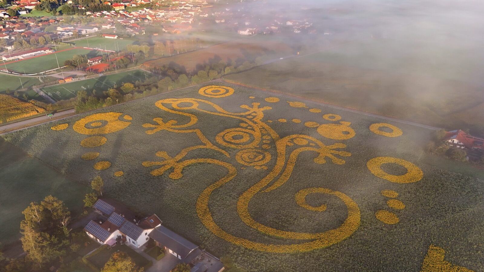 Spektakuläre Luftaufnahme der riesigen Sonnenblumen-Eidechse The Sentinel zwischen Nebel und Wolken